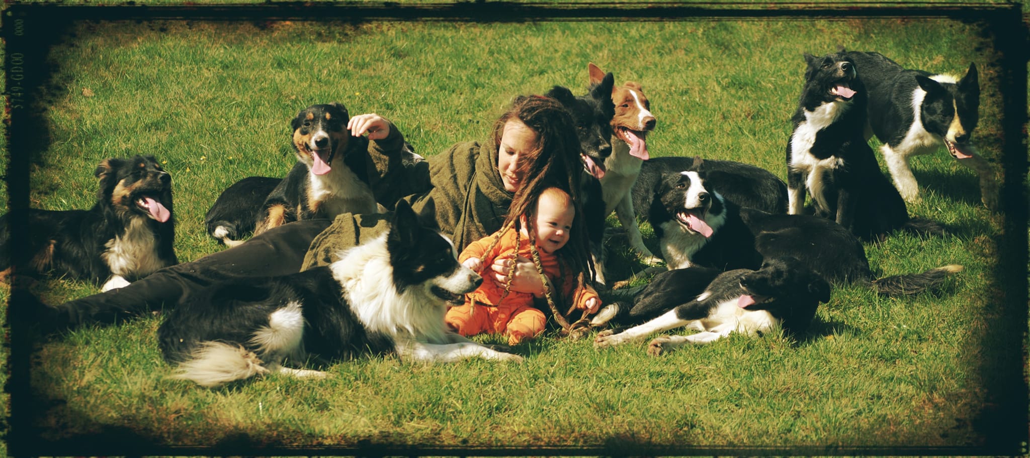A life lived with dogs