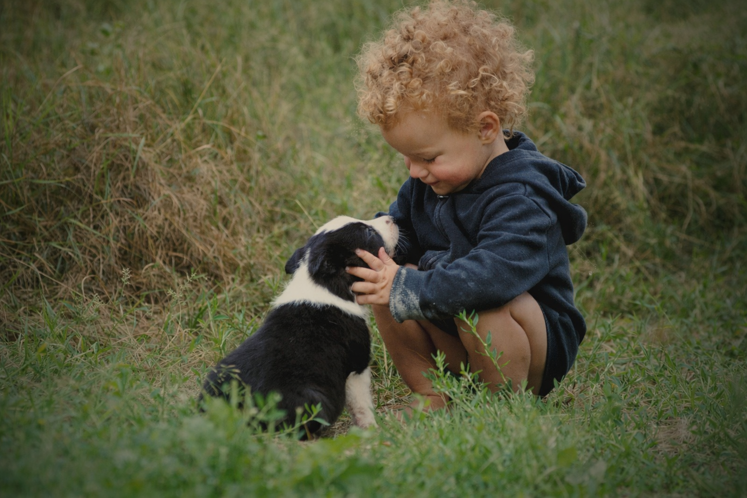 Child with a border collie puppy, nothing between them